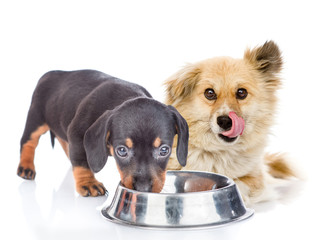 Puppies eat together from one bowl. isolated on white background