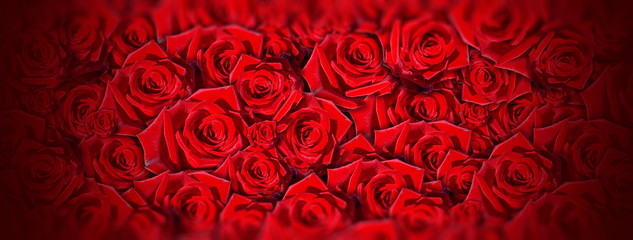 Wall Mural - red roses beautiful natural background for wedding holiday designs