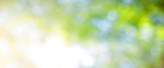 Wall Mural - green leaf background blurred leaves, circular bokeh, abstract from beautiful leaves, green nature c