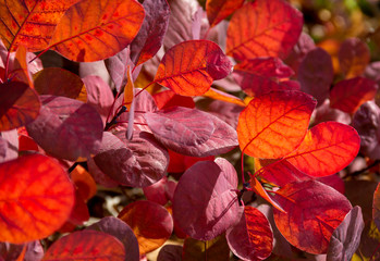 Canvas Print - sunny red leaves