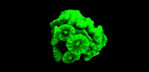 Wall Mural - Green caulastrea LPS coral isolated in aquarium