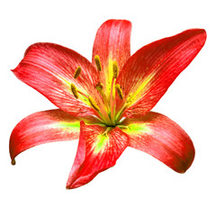 Wall Mural - Flower head red lily isolated on white background