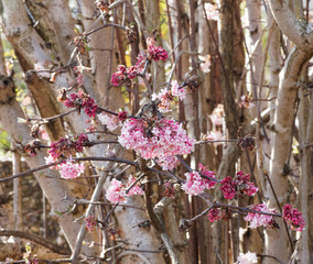 Wall Mural - Viburnum bodnantense 'Dawn'  -  Bodnant-Schneeball beim Erblhühen. Blattlosen Zweigen, Dunkelrosa Knospen, weißlichrosa blumen in schirmrispigen Blütenständen