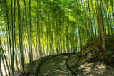 Fototapeta Dziecięca - Natural green bamboo garden in Japan.