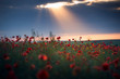 © IoanBalasanu - poppy field of red poppies