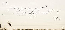 Flock Of Geese Flying In Formation In Winter In A Natural Park