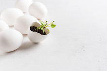 Life Concept With Sprout In Egg On White Background, Easter And Spring Theme