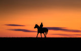 Fototapeta Konie - horse and rider at sunset