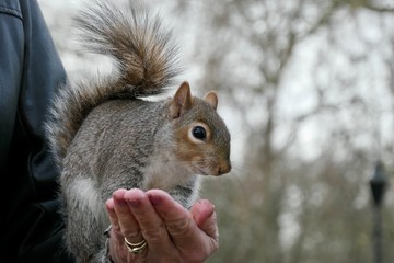 Wall Mural - Squirrel’s story in St. James's Park, London, UK