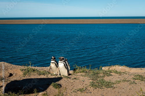 Fotomural A colony of penguins at the Peninsula Valdes in Argentina, South America