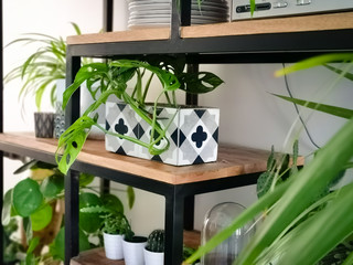 Industrial open shelf cupboard filled with numerous house plants in pots such as a monkey mask plants creating an indoor garden