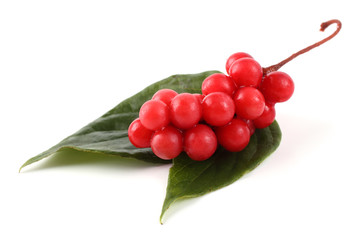 Sticker - Schisandra chinensis (five flour fruit, magnolia berry) on leaves