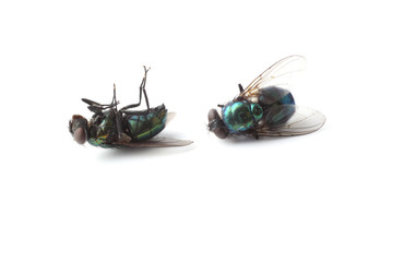 Sticker - Dead flies isolated on white (Lucilia caesar)