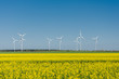 blooming yellow canola field with wind turbines in th background