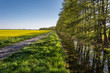 blooming yellow canola field with small creek and row of trees