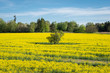 blooming yellow canola field with a single tree
