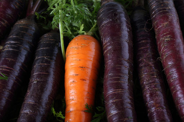 Poster - Carrots and unusual violet carrots background