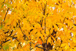 Bright yellow foliage of golden ash. Natural autumn background