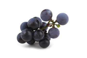 Poster - Black wine grape