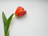 Fototapeta Tulipany - Red tulip isolated on white background. Top view.