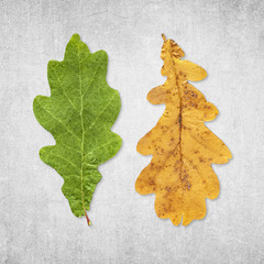 Wall Mural - Green and yellow oak leaves isolated on distressed gray  background, flat lay life cycle concept 