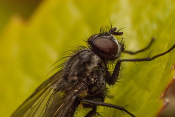 macro photograph of a fly