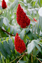 Rhus Coriaria, Commonly Called Sicilian Sumac, Tanner's Sumach, Or Elm-leaved Sumach. Red Flowers Of Vinegar Tree