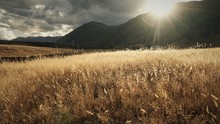 Prairie Grass And Mountain Background During Sunset