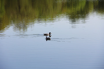 two ducks swim on the river in summer