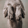 close up of weimaraner dog paws begging indoors, square photo