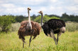 © art_zzz - Ostriches