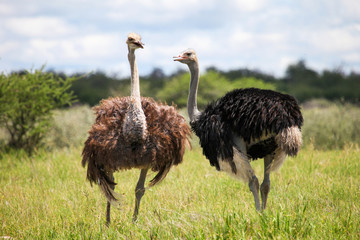 ostriches