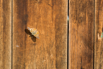 Cute brown butterfly on a wooden vintage background. Old wood planks texture background. Hive butterfly.