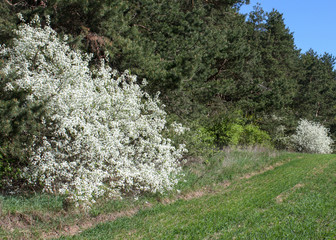 Spring landscape. A green field and two bushes blooming with white flowers at the edge of the forest. May be the background.