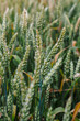 Juicy fresh ears of young green wheat on nature in spring summer field close-up of macro