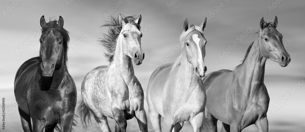 Horse herd run gallop in desert dust against dramatic sky.Black and white - obrazy, fototapety, plakaty 