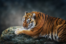 Tiger Lay On Rock Against Dark Background