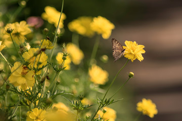 Wall Mural - Chamomiles daisies macro in summer spring field on background blue sky with sunshine and a flying butterfly, nature panoramic view. Summer natural landscape with copy space.