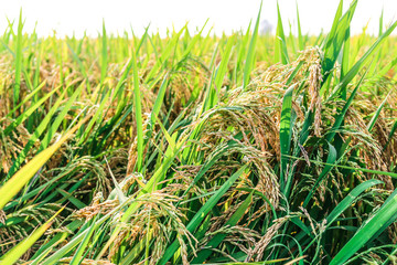 Wall Mural - green and growing rice fields 