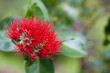 © MiekoPhoto - Red Ohia-lehua flower of Hawaii