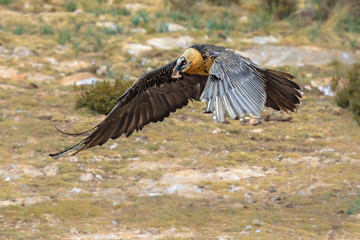 Canvas Print - bearded vulture flying