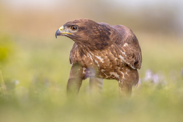 Poster - Buzzard perched in grass