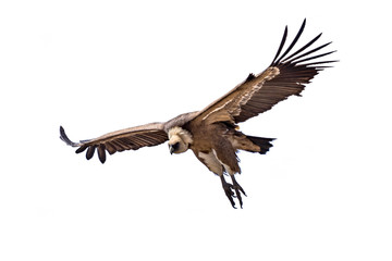 Wall Mural - Griffon vulture flying on white background