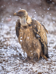 Canvas Print - Griffon vulture perched on ground