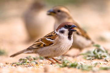 Tree sparrow group foraging