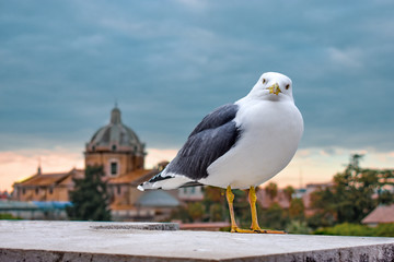 seagull on roof top