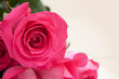 © Alina - Close-up pink rose with copy space on a light background. Blank for congratulations