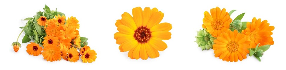 Calendula. Marigold flower with leaves isolated on white background. Set or collection