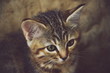 close up portrait of a little kitten.