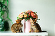 © Alexandr - Bengal kittens sitting on white table in interiour
